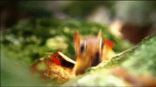 Esquilo gif Esquilo gif